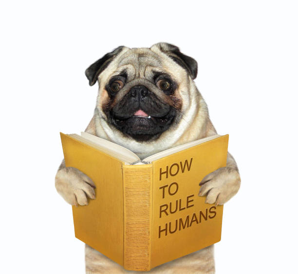 istock Dog reads book about human 1198011683