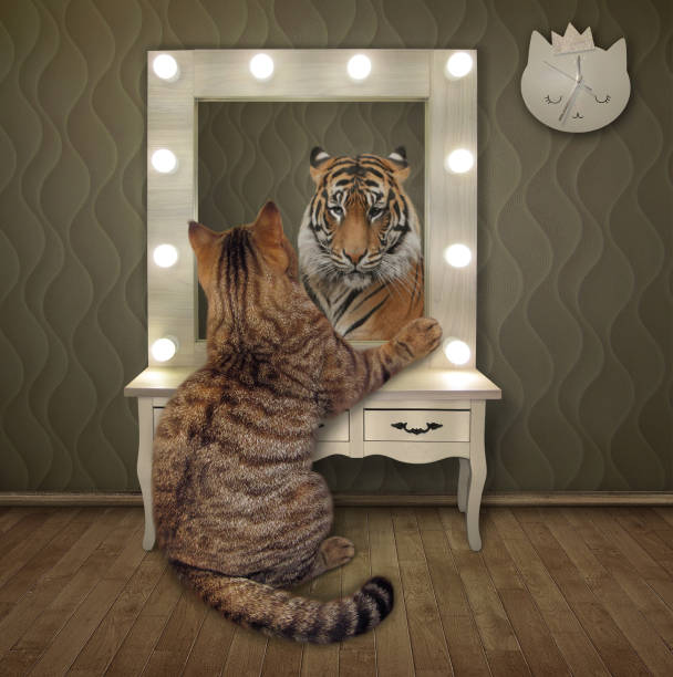 Cat stares his reflection The beige cat is staring in the mirror at home. He sees the tiger in his reflection. pics for cat staring at wall stock pictures, royalty-free photos & images