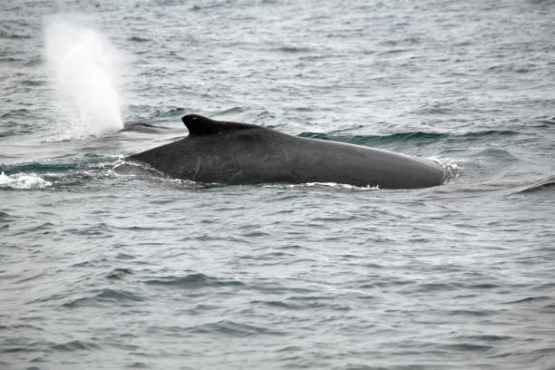 istock Dorsal fin of a humpback whale 1198011789