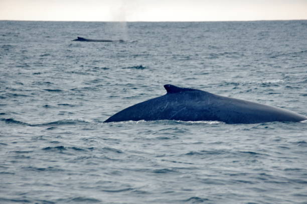istock Dorsal fin of a humpback whale 1198011809