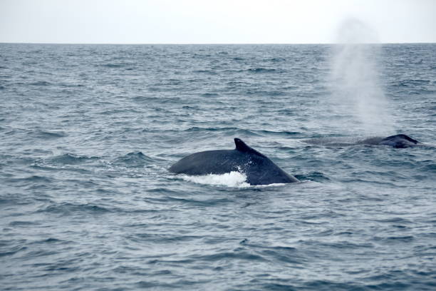 istock Dorsal fin of a humpback whale 1198011836