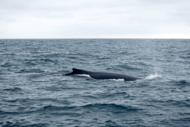 istock Dorsal fin of a humpback whale 1198011882