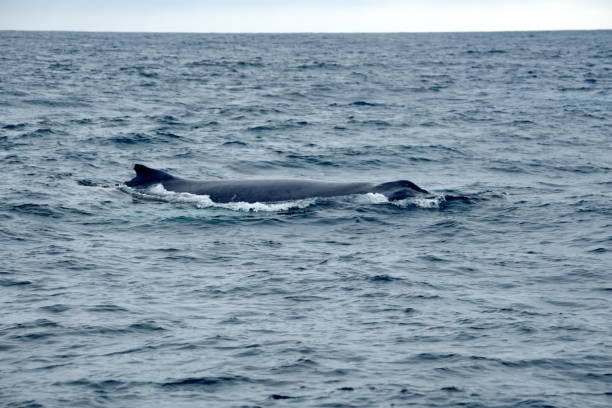 istock Dorsal fin of a humpback whale 1198012080
