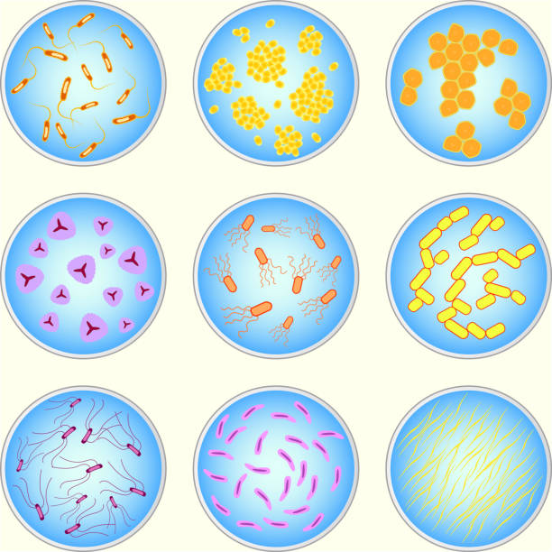 유색 박테리아의 양식에 일치시키는 이미지 - agar jelly illustrations stock illustrations