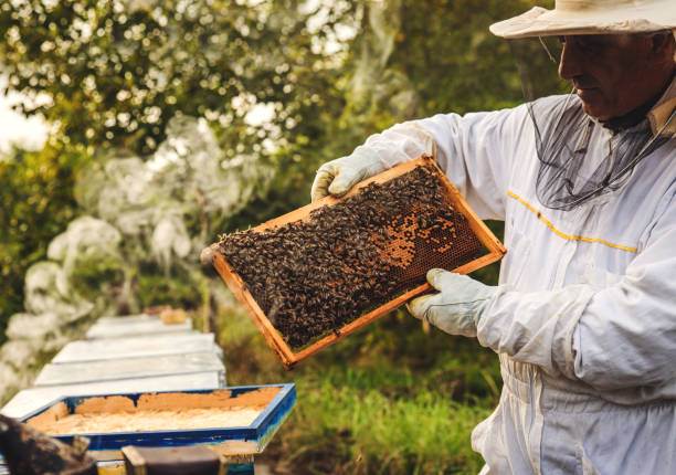 istock Beekeeper is working with bees and beehives on the apiary. 1198012114
