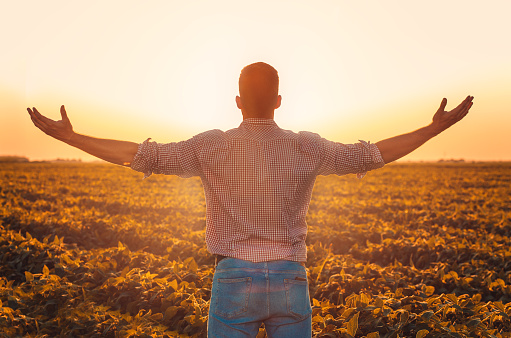 Portrait of young farmer standing in soybean field with his arms outstretched at sunset.