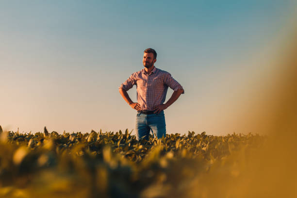 portrait of farmer standing in soybean field at sunset. - farmer imagens e fotografias de stock