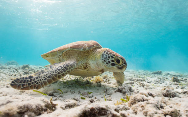 istock Sea Turtle in clear blue waters of paradise 1198013183
