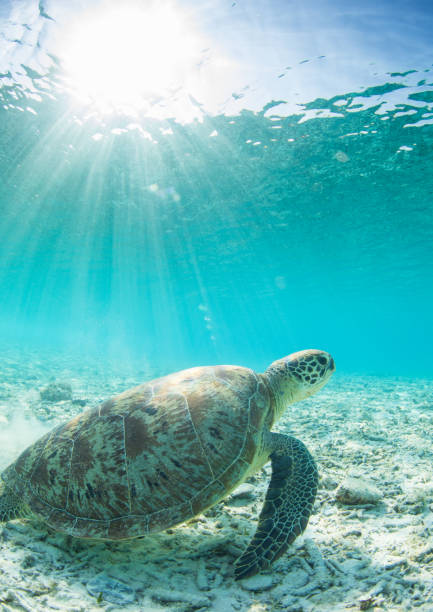 istock Sea Turtle in clear blue waters of paradise 1198013208