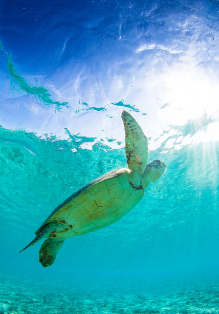 istock Sea Turtle in clear blue waters of paradise 1198013221