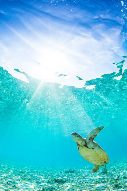 Sea Turtle in clear blue waters of paradise A Sea Turtle swimming in super clear blue waters. sea turtle underwater stock pictures, royalty-free photos & images