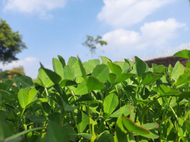 istock Fenugreek plant in field. 1198013491