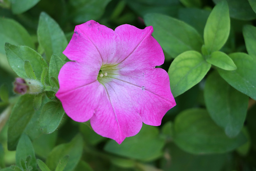 Pink petunia multiflora flower on green tree background. Petunia is genus of 20 species of flowering plants of South American origin.