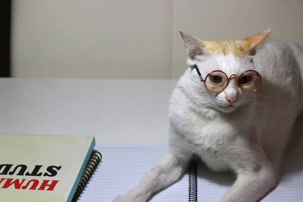 istock White cat wearing glasses laying down on the notebook with human study book beside the cat on the table. 1198014504