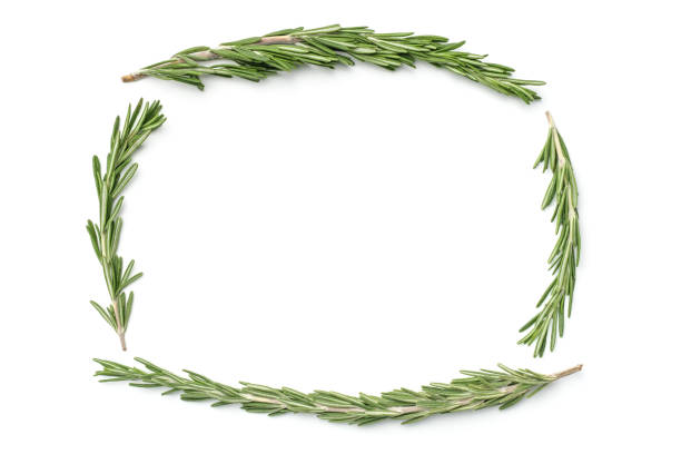 istock Rosemary isolated on white background. Top view 1198016595