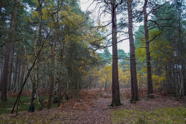 istock Damp and wet pine tree woodland 1198016816