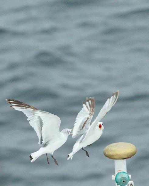 istock Two juvenile Kittiwakes squabble over a perch 1198017884