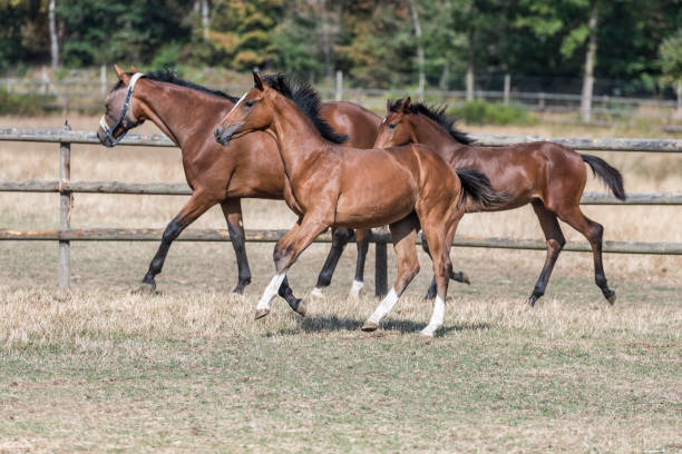 istock horses on the meadow 1198019334