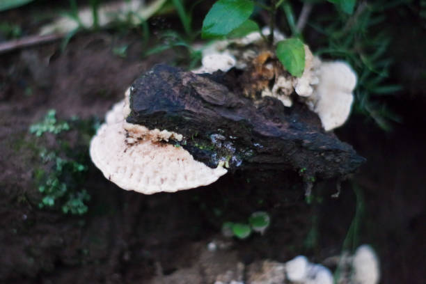 istock Mushrooms in old wood in the forest 1198019554