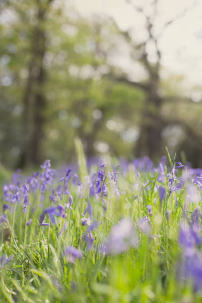 Purple bluebells in a green forest in England in Spring with trees in the background. Close Up