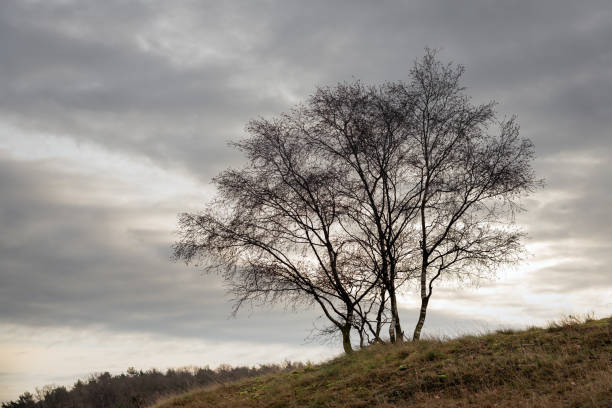 istock Birch trees contrasting against cloudy sky 1198020717