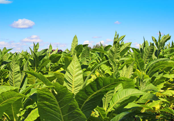 istock Tobacco field 1198020919