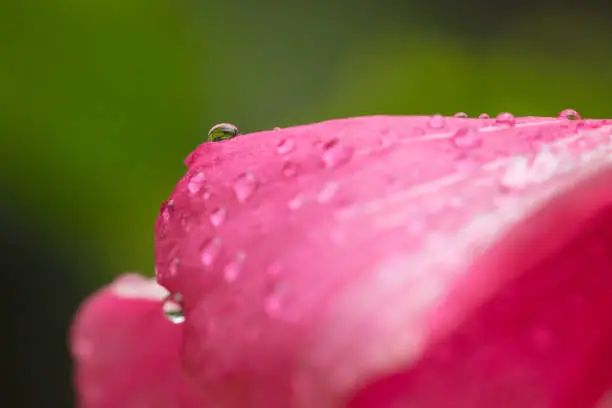 Beautiful red and white flower with raindrops on the petals. Macro photography of beautiful colors