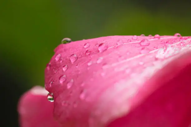 Beautiful red and white flower with raindrops on the petals. Macro photography of beautiful colors