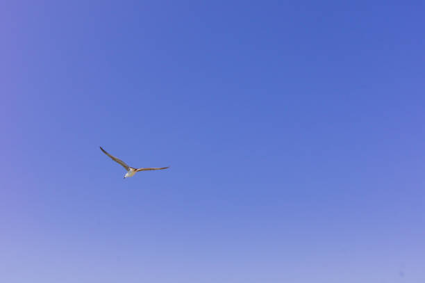 istock sea gull in the clear blue sky. Flying bird. Copy space 1198022727
