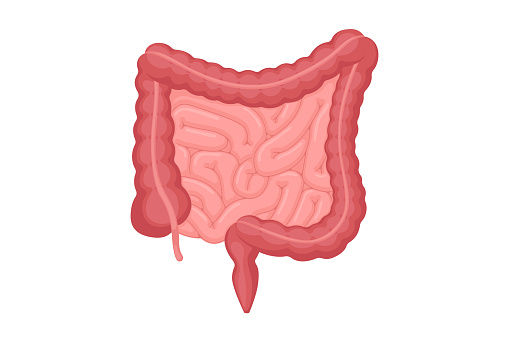 Human intestines anatomy . Abdominal cavity digestive and excretion internal organ. Small and colon intestine with duodenum rectum and appendix vector digestion illustration