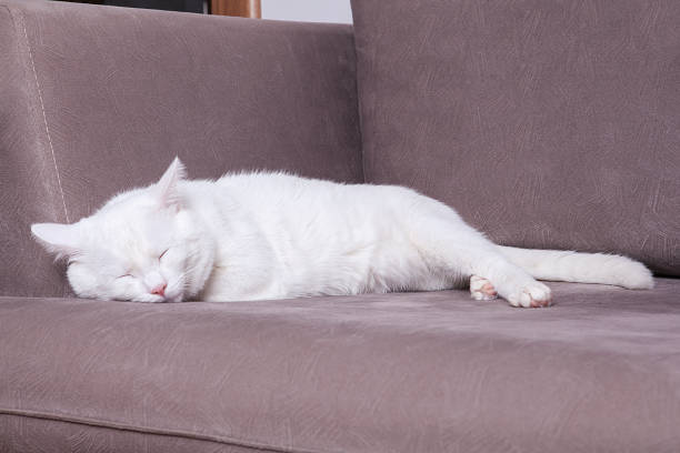 istock Cute little kitten is resting in soft blanket on armchair and sleeping. 1198024523