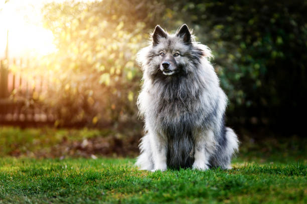 chien gris keeshond - keeshond photos et images de collection