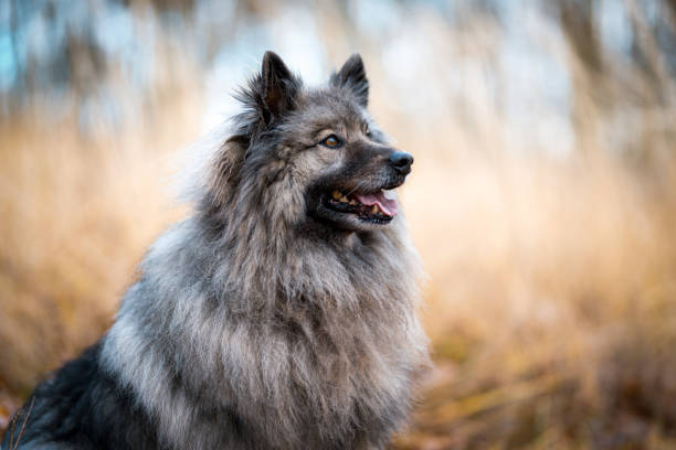 cane grigio keeshond - keeshond foto e immagini stock