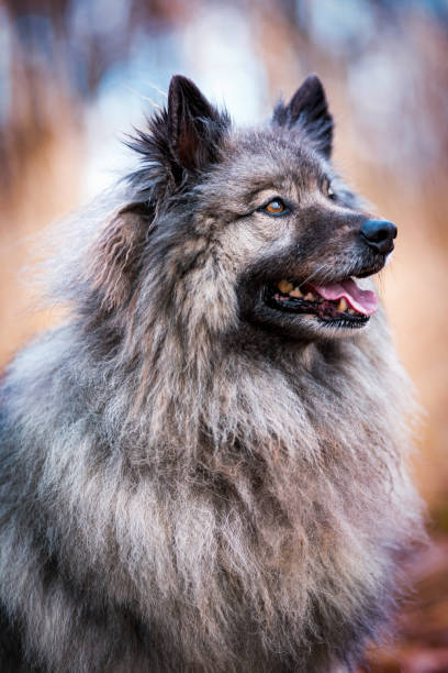 cane grigio keeshond - keeshond foto e immagini stock