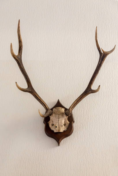 istock Stag skull with antlers hanging on a wall, hunting trophy 1198025433