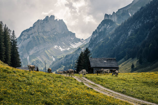 farms in alpstein - milk european alps agriculture mountain imagens e fotografias de stock