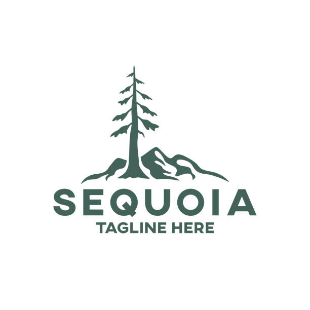 Modern tree sequoia logo. Vector illustration. Modern tree sequoia logo. Vector illustration. sequoia tree stock illustrations