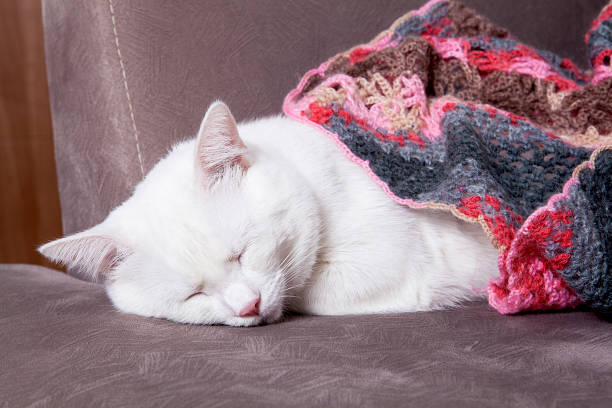 istock Cute little kitten is resting in soft blanket on armchair and sleeping. 1198026896