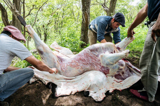 Freshly skinned beef carcass. Gauchos cut away skin