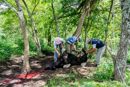 Three farm workers skinning beef carcass outdoors. Cordoba Province, Argentina.