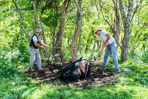 Two gauchos slaughtering calf outdoors in forest. Cordoba Province, Argentina