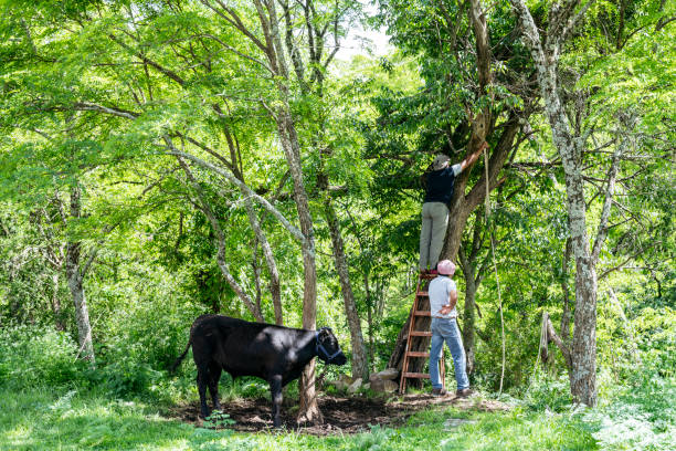 Gauchos make preparations to slaughter calf by attaching rope to tree with ladder. the rope will be used to hang the carcass for butchering.