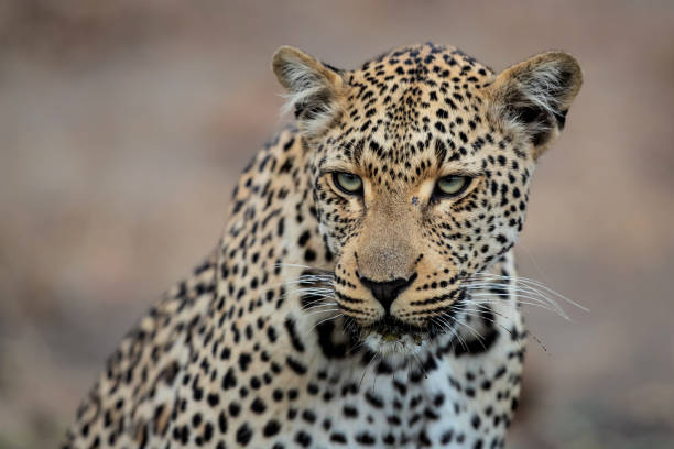 istock Leopard portrait in Sabi Sands 1198028335