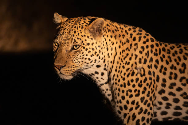 istock Leopard portrait in Sabi Sands 1198028356