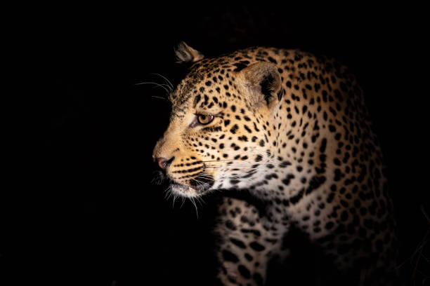 istock Leopard portrait in Sabi Sands 1198028366
