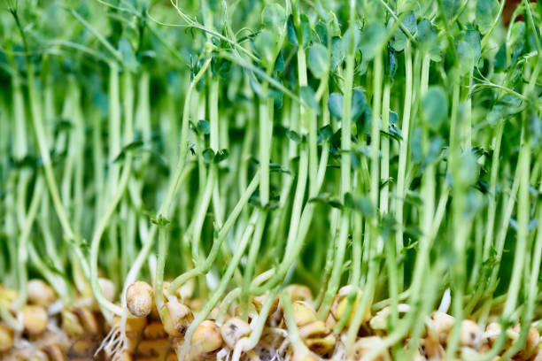 Pea seeds with sprouts close up macro shot
