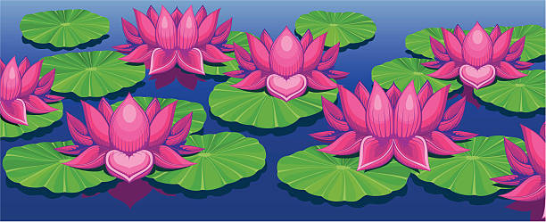 lotuses - water lily single flower flower water stock illustrations