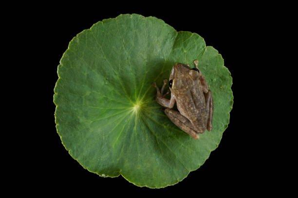 istock Tree frog on green leaf showing native habitat 1198029547