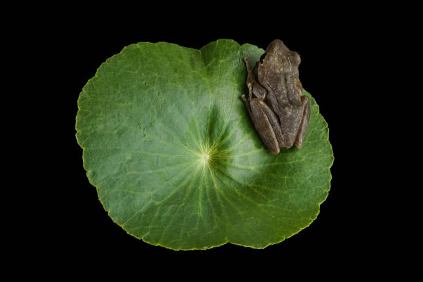 istock Tree frog on green leaf showing native habitat 1198029682
