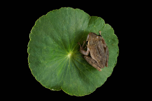 istock Tree frog on green leaf showing native habitat 1198029760